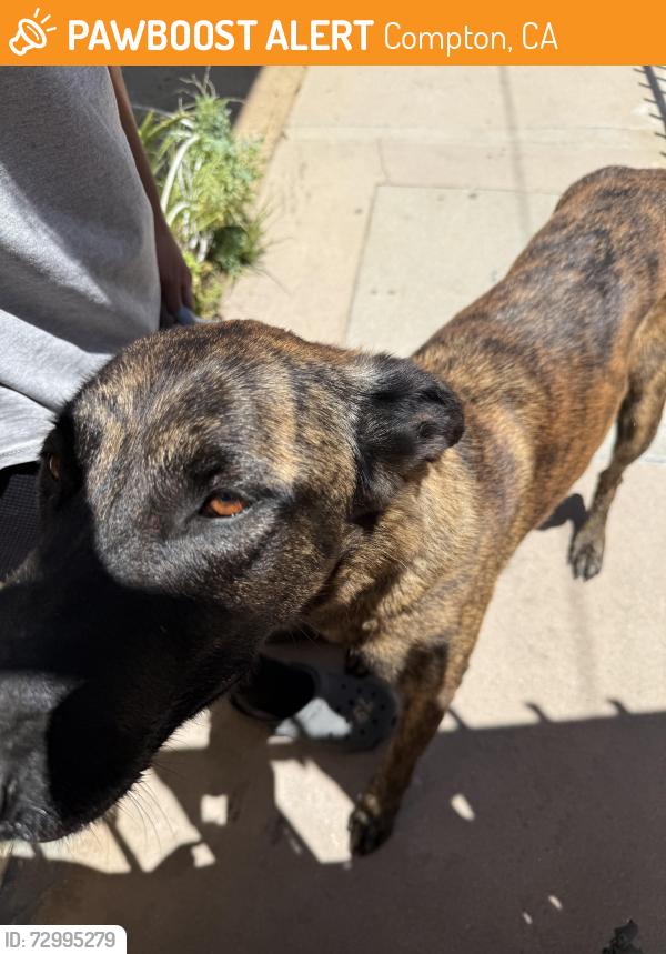 Found/Stray Female Dog last seen Santa Fe Ave Compton CA 90221, Compton, CA 90223