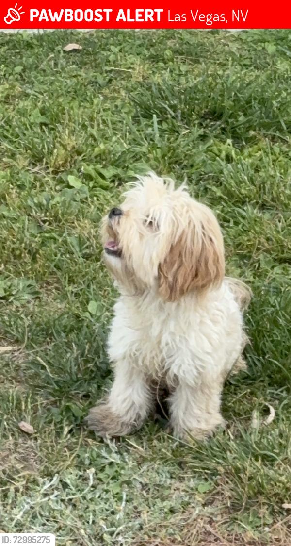 Lost Male Dog last seen Fremont & 14th st, FREMONT YOU BUY WE FRY , Las Vegas, NV 89101