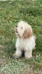 Lost Male Dog last seen Fremont & 14th st, FREMONT YOU BUY WE FRY , Las Vegas, NV 89101