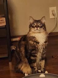 Reunited Male Cat last seen Williams and Whitney , Monterey Park, CA 91754