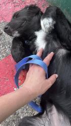 Found/Stray Female Dog last seen Pond springs & hunters chase drive, Austin, TX 78729