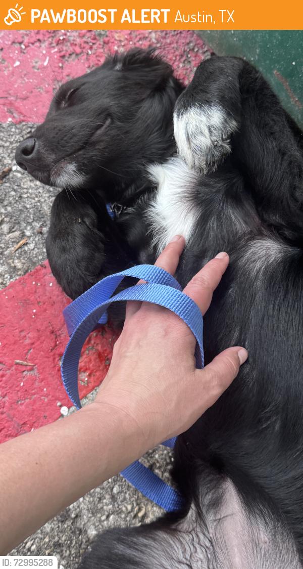 Found/Stray Female Dog last seen Pond springs & hunters chase drive, Austin, TX 78729