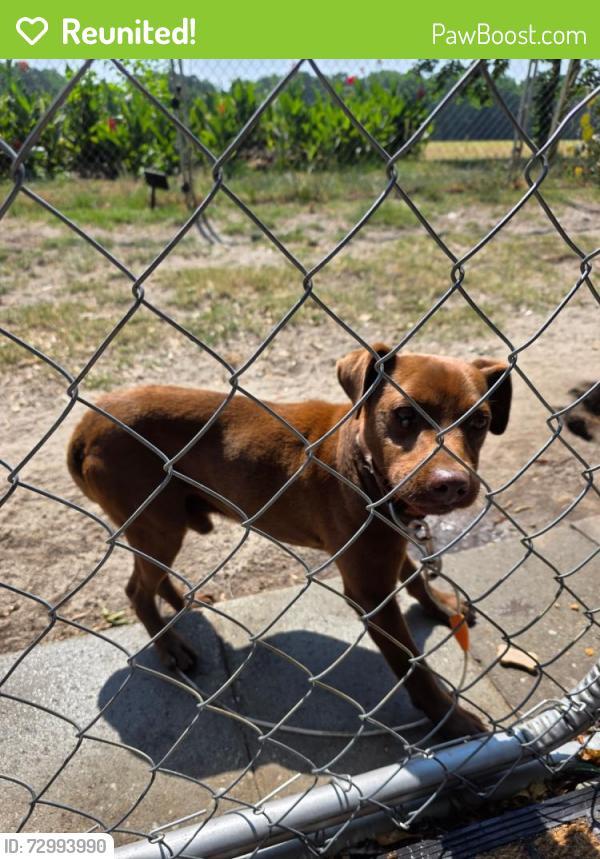 Reunited Male Dog last seen Darius Pearce, Bethlehem Church Rd , Franklin County, NC 27596