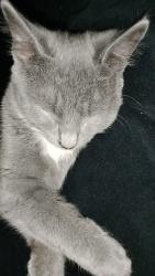 Lost Female Cat last seen Center st, Ombre's Nails, Warsaw, IN 46580