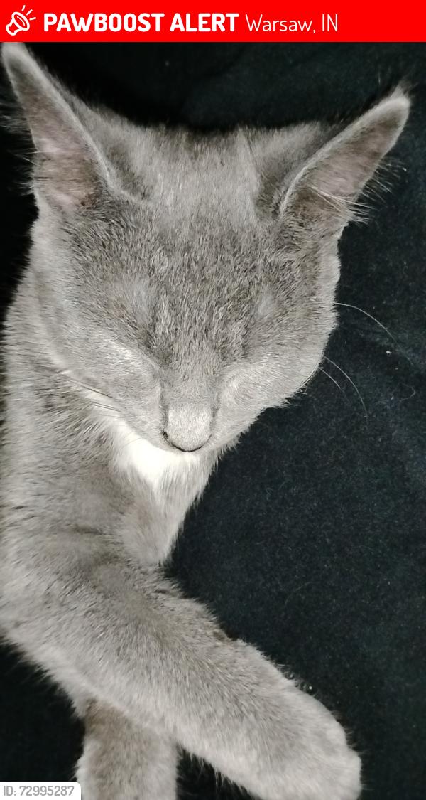 Lost Female Cat last seen Center st, Ombre's Nails, Warsaw, IN 46580