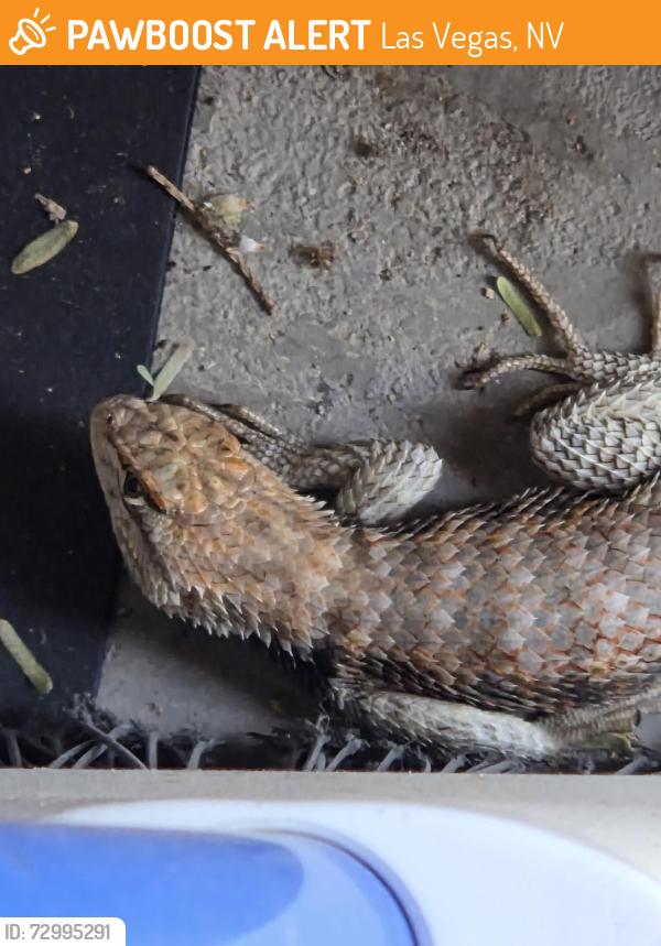 Found/Stray Unknown Reptile last seen Skye Canyon, Las Vegas, NV 89149
