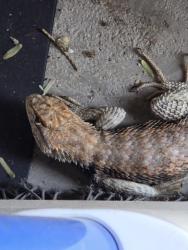 Found/Stray Unknown Reptile last seen Skye Canyon, Las Vegas, NV 89149