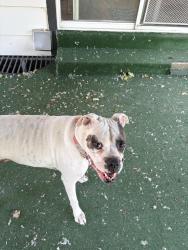 Reunited Female Dog last seen N Pecos and 97th ave , Thornton, CO 80260
