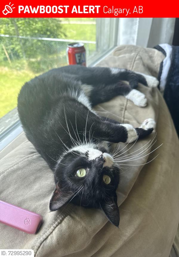 Lost Female Cat last seen 17th avenue se , Calgary, AB 