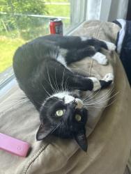 Lost Female Cat last seen 17th avenue se , Calgary, AB 