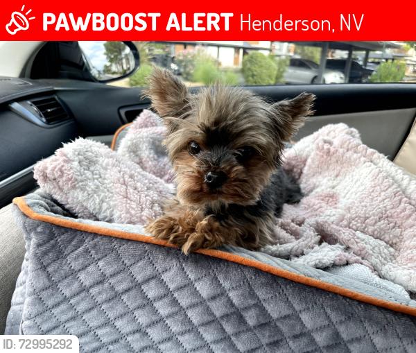 Lost Female Dog last seen Chandler St And Sunset Blvd , Henderson, NV 89014