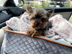 Lost Female Dog last seen Chandler St And Sunset Blvd , Henderson, NV 89014