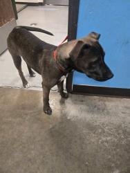 Shelter Stray Female Dog last seen FAIRFAX /NILES BAKERSFIELD, 201 S Mt Vernon Ave, Bakersfield, CA 93307, USA