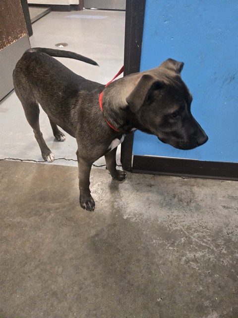 Shelter Stray Female Dog last seen FAIRFAX /NILES BAKERSFIELD, 201 S Mt Vernon Ave, Bakersfield, CA 93307, USA