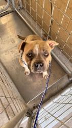 Shelter Stray Male Dog last seen Near BLOCK E 9TH ST, BAKERSFIELD, CA, 201 S Mt Vernon Ave, Bakersfield, CA 93307, USA