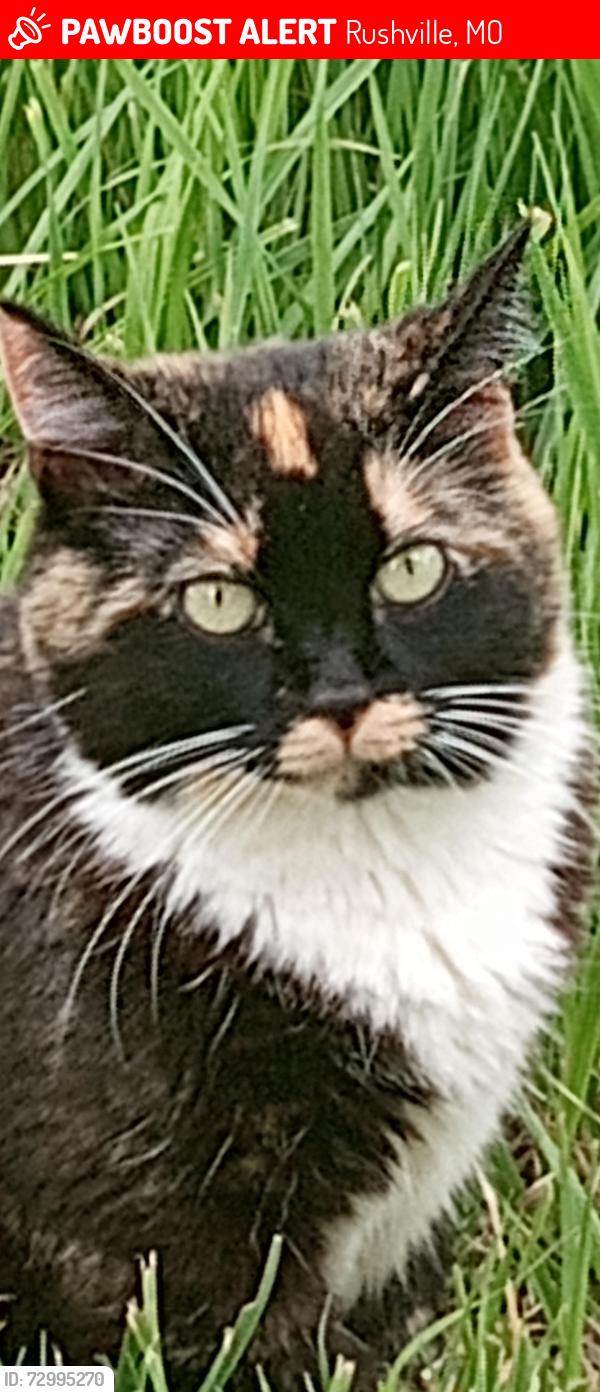 Lost Female Cat last seen Lewis and Clark Village, Rushville, MO 64484