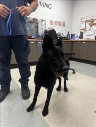 Shelter Stray Female Dog last seen , 14409 Vanowen St, Van Nuys, CA 91405, USA