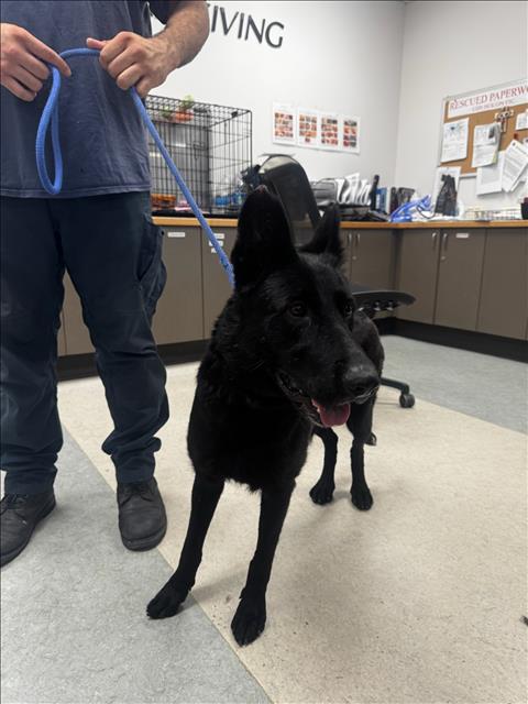 Shelter Stray Female Dog last seen , 14409 Vanowen St, Van Nuys, CA 91405, USA