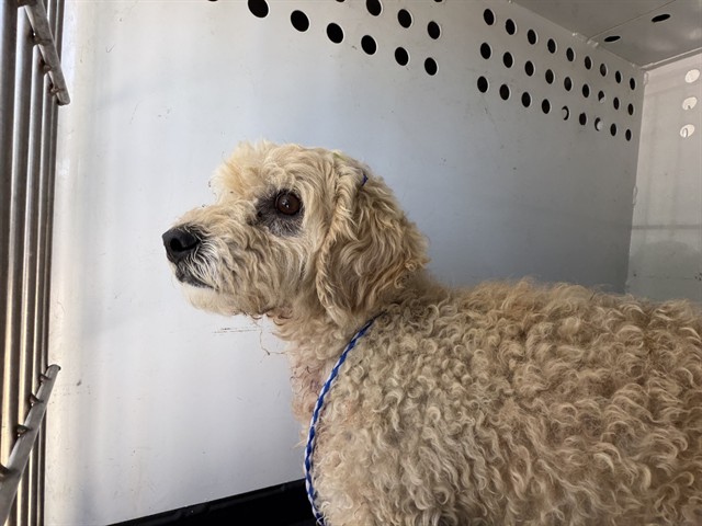 Shelter Stray Male Dog last seen Near BLK COPENHAGEN PL, BAKERSFIELD, CA, 201 S Mt Vernon Ave, Bakersfield, CA 93307, USA