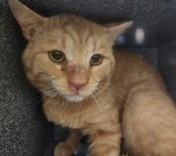 Shelter Stray Unknown Cat last seen Near BLOCK FISHER AVE, PUEBLO CO 81003, 4600 Eagleridge Pl, Pueblo, CO 81008, USA