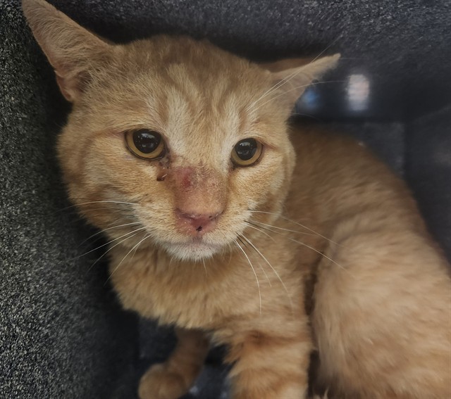 Shelter Stray Unknown Cat last seen Near BLOCK FISHER AVE, PUEBLO CO 81003, 4600 Eagleridge Pl, Pueblo, CO 81008, USA