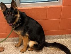 Shelter Stray Male Dog last seen Near BLOCK BALTIMORE AVE, PUEBLO CO 81008, 4600 Eagleridge Pl, Pueblo, CO 81008, USA