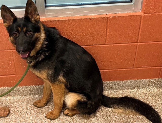 Shelter Stray Male Dog last seen Near BLOCK BALTIMORE AVE, PUEBLO CO 81008, 4600 Eagleridge Pl, Pueblo, CO 81008, USA