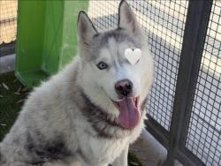 Shelter Stray Male Dog last seen , 1850 W 60th St, Los Angeles, CA 90047, USA