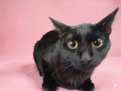 Shelter Stray Female Cat last seen , 1850 W 60th St, Los Angeles, CA 90047, USA