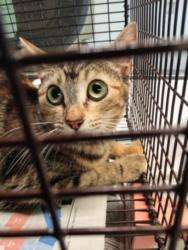 Shelter Stray Female Cat last seen , 1850 W 60th St, Los Angeles, CA 90047, USA
