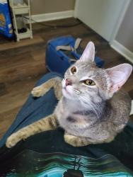 Found/Stray Female Cat last seen Oakbrook village, Tulsa, OK 74128
