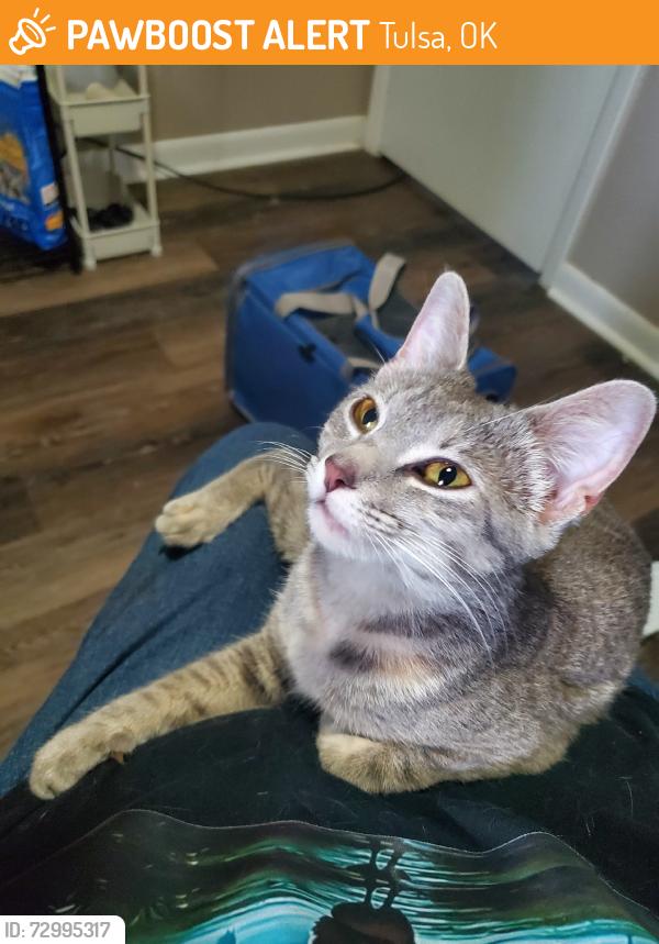 Found/Stray Female Cat last seen Oakbrook village, Tulsa, OK 74128