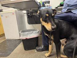 Shelter Stray Male Dog last seen , 1850 W 60th St, Los Angeles, CA 90047, USA