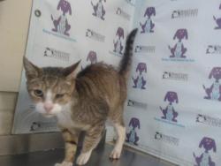 Shelter Stray Female Cat last seen , 2769 Conroy Rd, Orlando, FL 32839, USA