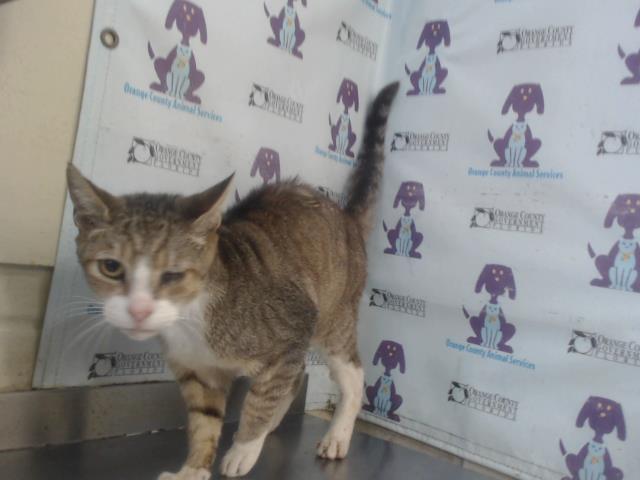 Shelter Stray Female Cat last seen , 2769 Conroy Rd, Orlando, FL 32839, USA