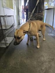 Shelter Stray Male Dog last seen , 1850 W 60th St, Los Angeles, CA 90047, USA