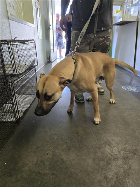 Shelter Stray Male Dog last seen , 1850 W 60th St, Los Angeles, CA 90047, USA