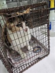 Shelter Stray Female Cat last seen , 1850 W 60th St, Los Angeles, CA 90047, USA