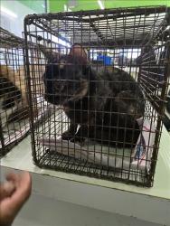 Shelter Stray Female Cat last seen , 1850 W 60th St, Los Angeles, CA 90047, USA