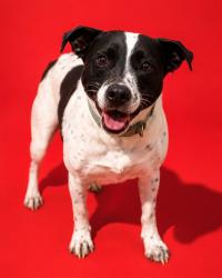 Shelter Stray Male Dog last seen Near BLOCK PHILIPS HWY ROOM 52, 2020 Forest St, Jacksonville, FL 32204, USA