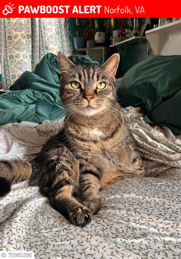 Lost Male Cat last seen Kersey/Parkview , Norfolk, VA 23503