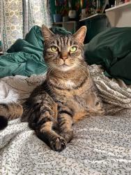 Lost Male Cat last seen Kersey/Parkview , Norfolk, VA 23503