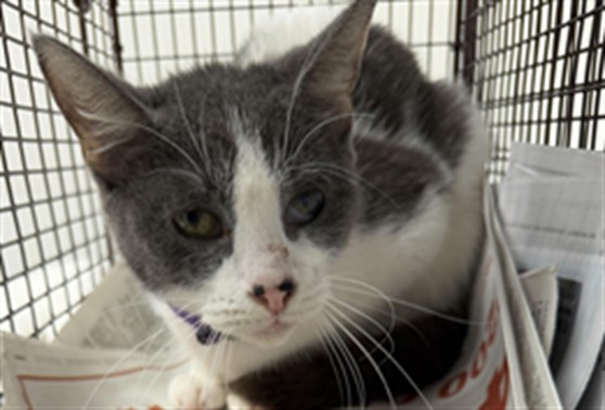 Shelter Stray Female Cat last seen , 11361 W Pico Blvd, Los Angeles, CA 90064, USA