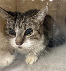 Shelter Stray Female Cat last seen , 11361 W Pico Blvd, Los Angeles, CA 90064, USA
