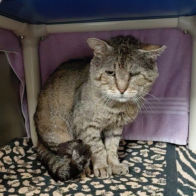Shelter Stray Male Cat last seen FORCE DR, 4950 SW Triana Blvd, Huntsville, AL 35805, USA