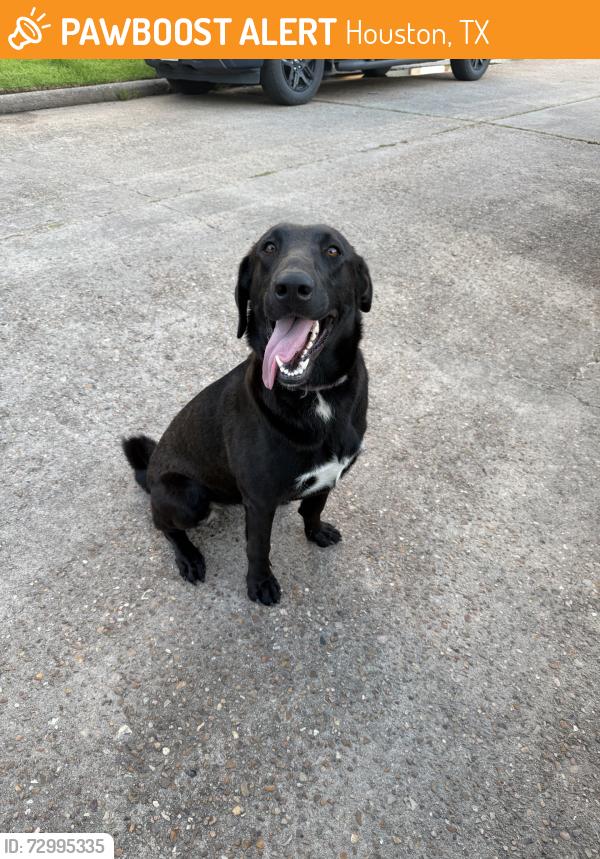 Found/Stray Female Dog last seen Woodforest and Kenwood, Houston, TX 77013