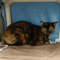 Shelter Stray Female Cat last seen BERMUDA RD, 4950 SW Triana Blvd, Huntsville, AL 35805, USA