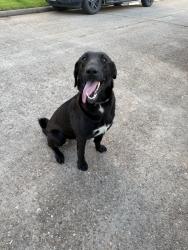 Found/Stray Female Dog last seen Woodforest and Kenwood, Houston, TX 77013