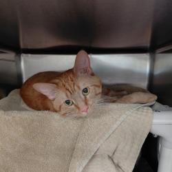 Shelter Stray Male Cat last seen WEST LIMESTONE RD/MORGAN DR, 4950 SW Triana Blvd, Huntsville, AL 35805, USA