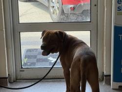 Shelter Stray Male Dog last seen HANLEY AND PAGE, 1705 S Hanley Rd, Brentwood, MO 63144, USA